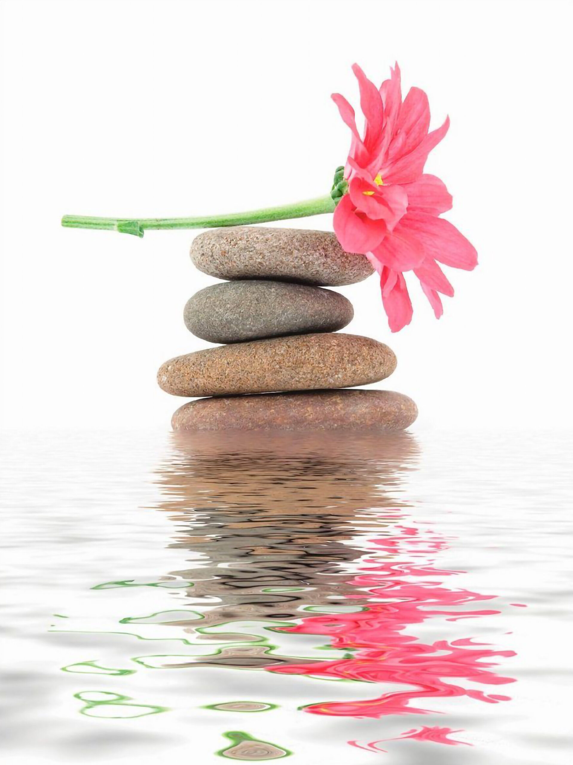 Un fiore sopra sassi e acqua per la naturopatia